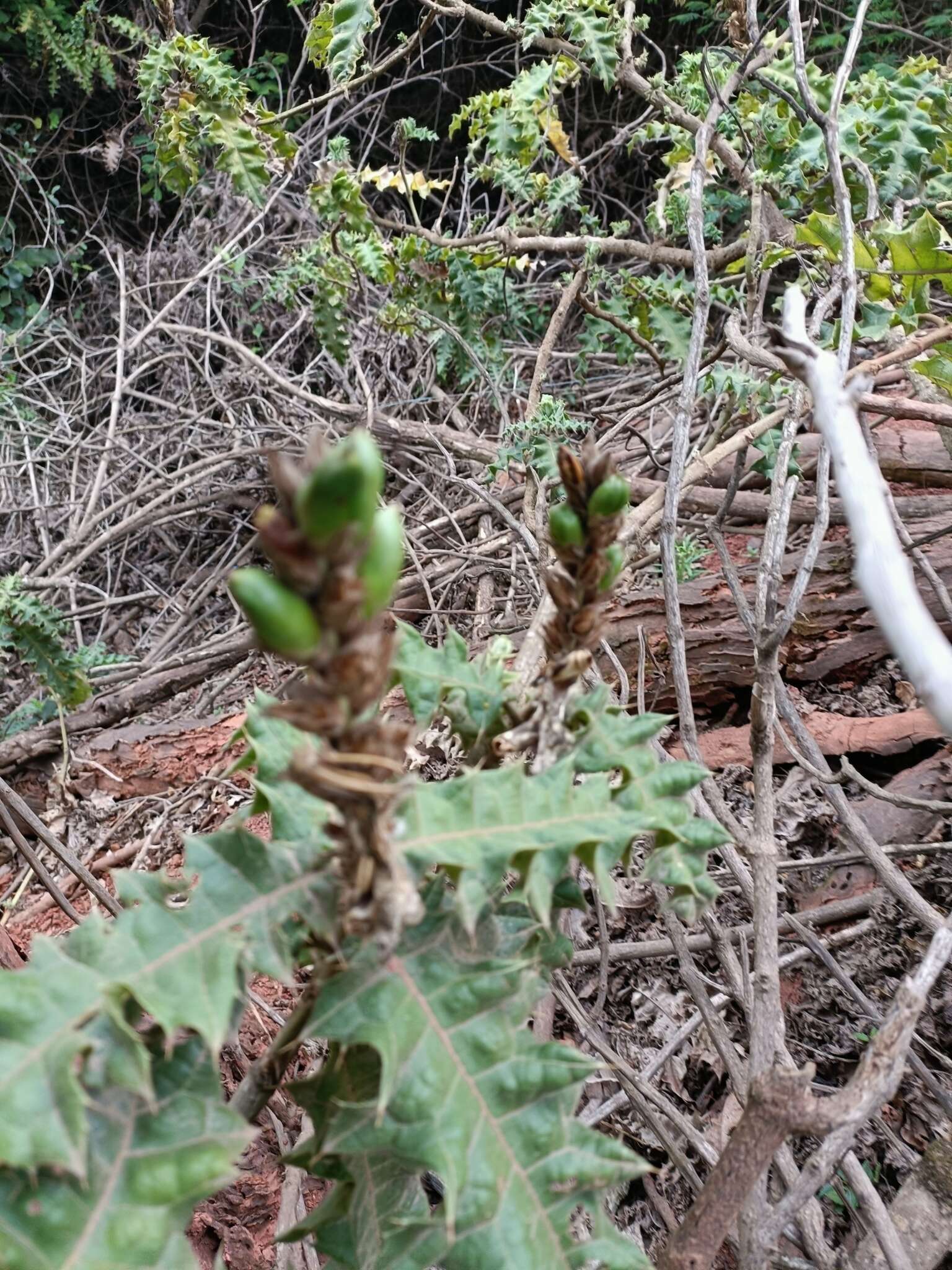 Image of Acanthus polystachyus Del.