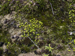 Image of Asterella palmeri (Austin) Underw.