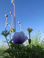 Imagem de Anemone coronaria L.