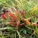 Castilleja pumila (Benth.) Weddell resmi