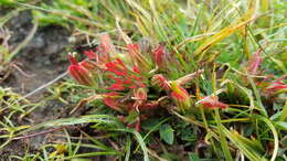 Image of Castilleja pumila (Benth.) Weddell