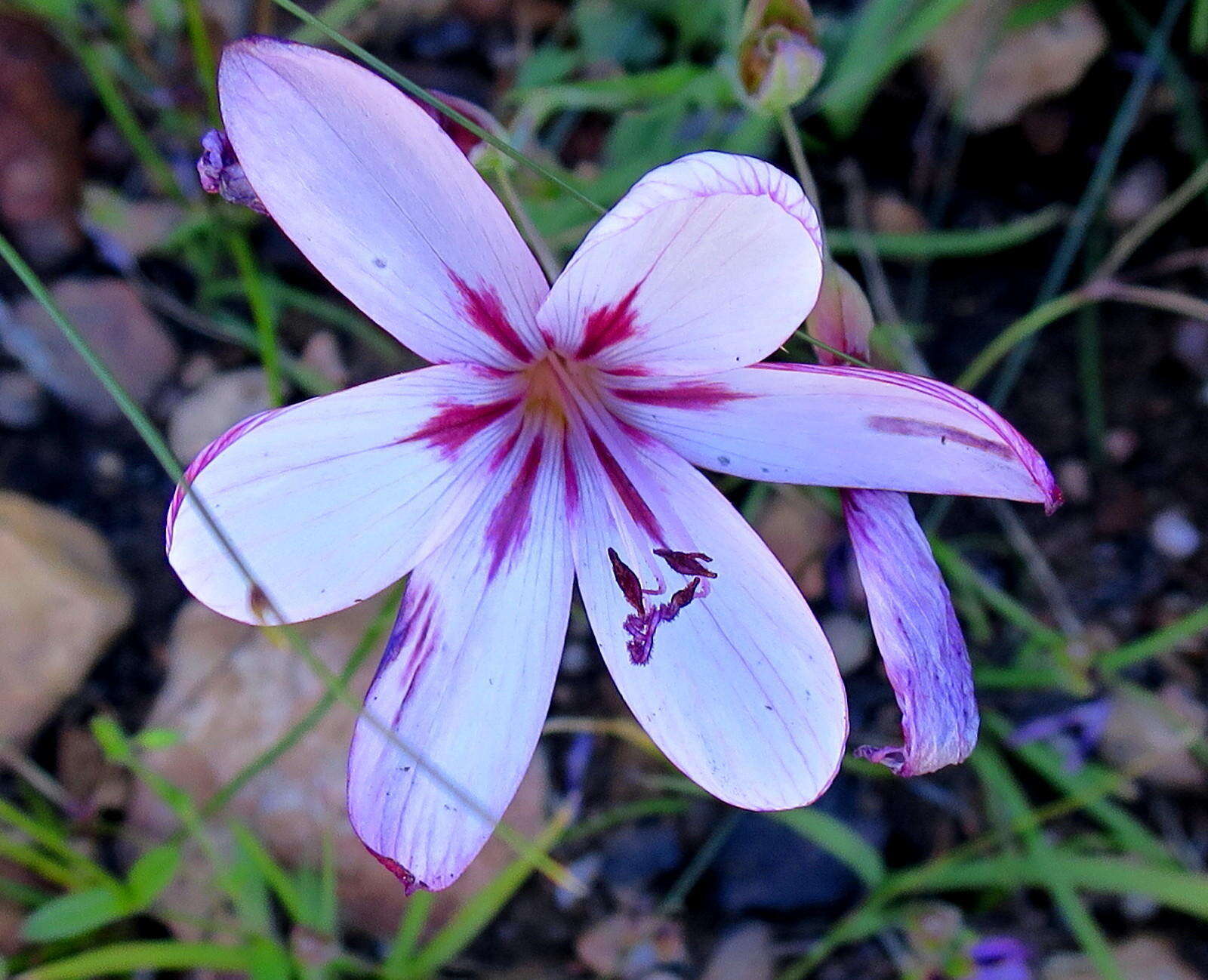 Image of Geissorhiza elsiae Goldblatt