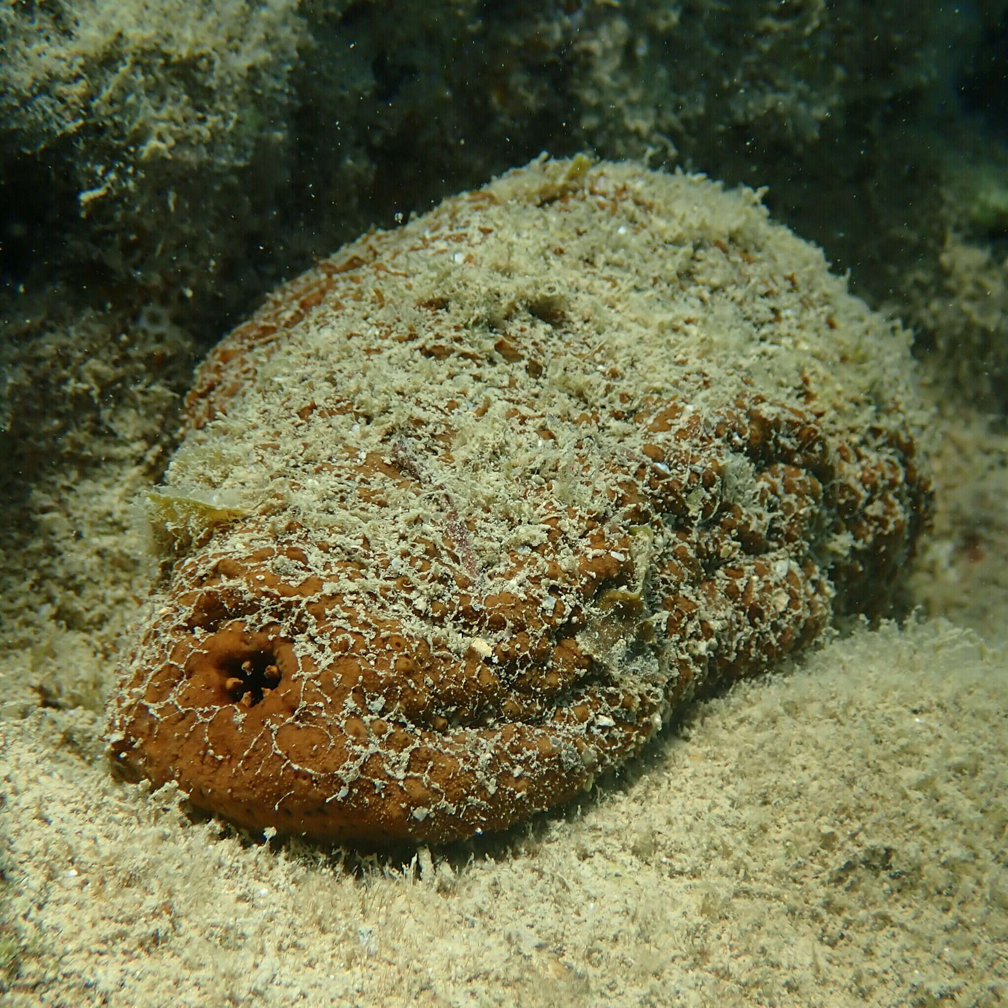 Image of Brownfish