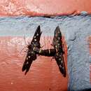 Image of Seven-spotted Handmaiden Moth