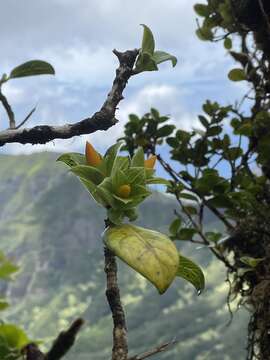 Image of Few-Flower Labordia