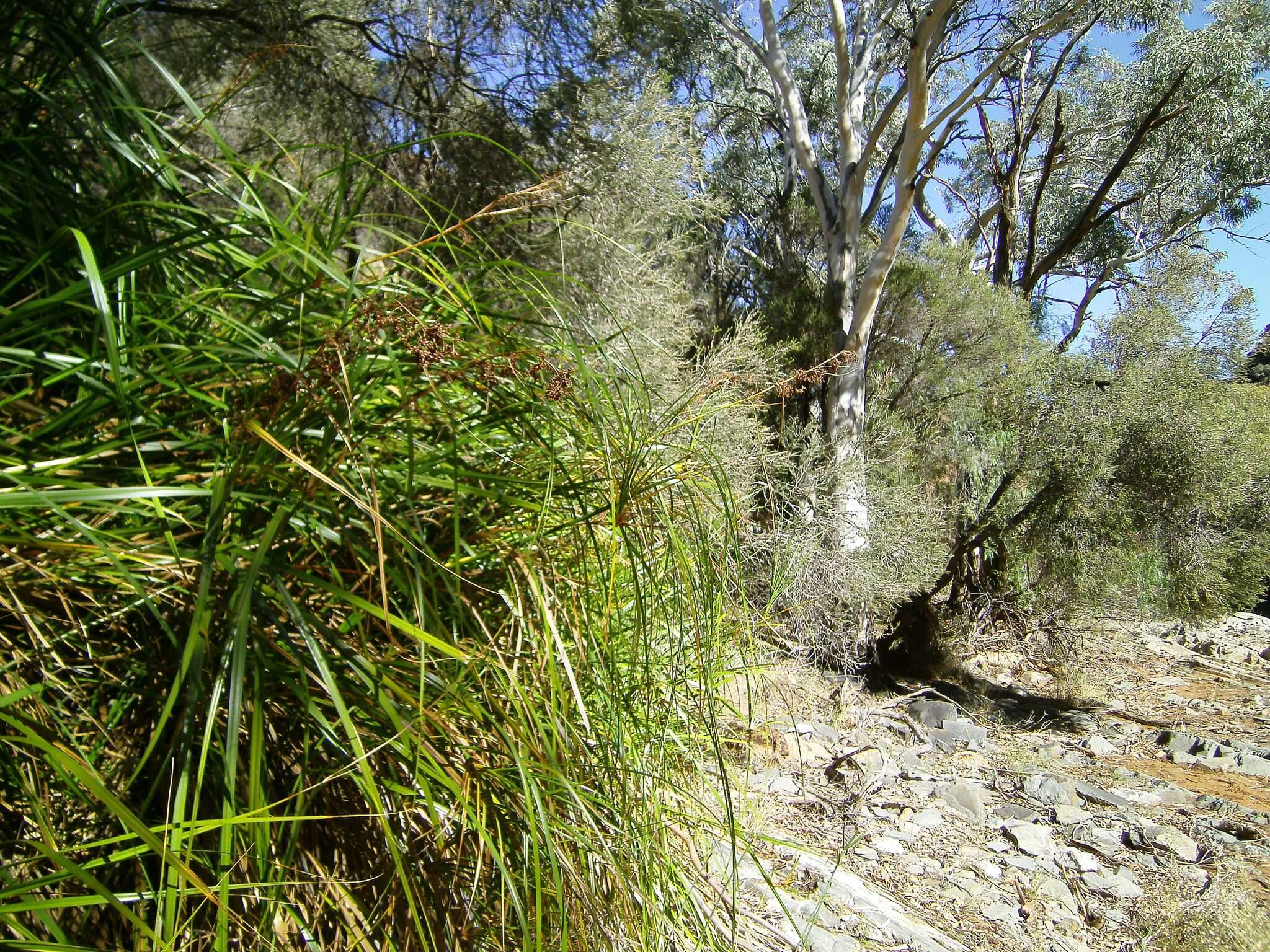 Imagem de Cladium mariscus subsp. intermedium Kük.