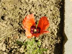 Image of Papaver pavoninum Fisch. & C. A. Mey.