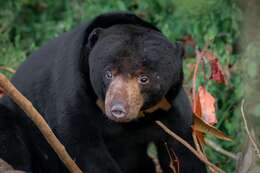 Image of Sun bear