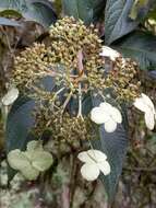 Image of Hydrangea longifolia Hayata