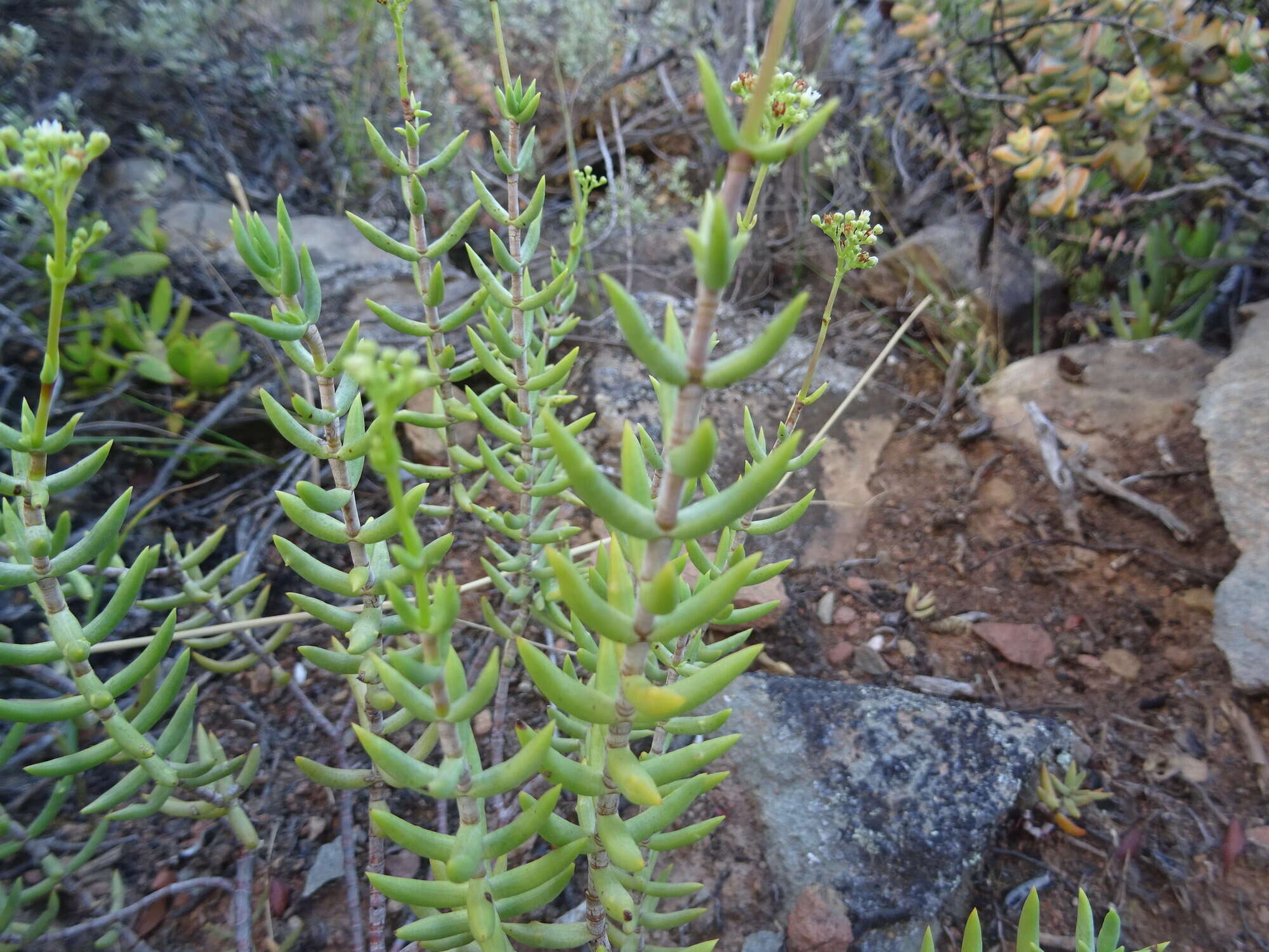 Crassula tetragona subsp. lignescens Tölken resmi