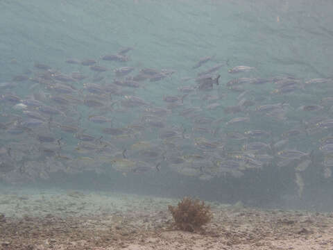 Image of Oxeye scad