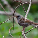 Plancia ëd Emberiza variabilis Temminck 1836