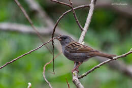 Image of Gray Bunting