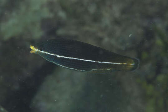 Image of Labrichthys