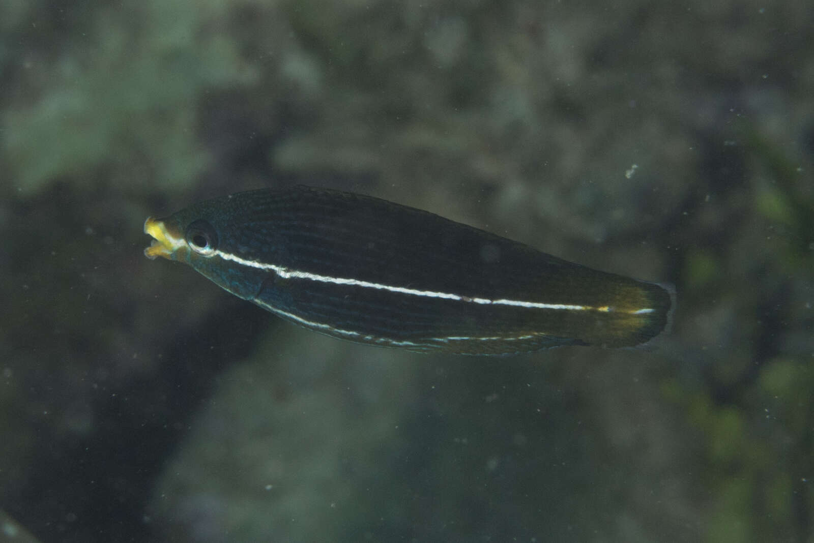 Image of Labrichthys