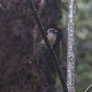 Image of Rusty-fronted Barwing