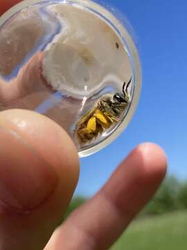 Image of Andrena erythrogaster (Ashmead 1890)