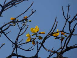 Cochlospermum religiosum (L.) Alston resmi