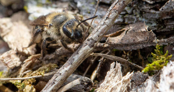 Image of Bradley's Andrena