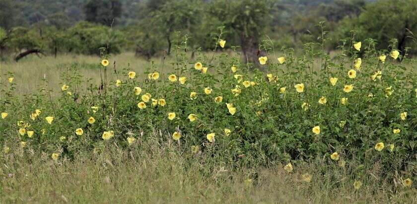 Image of Dongola hibiscus