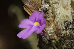 Genlisea violacea St. Hil.的圖片