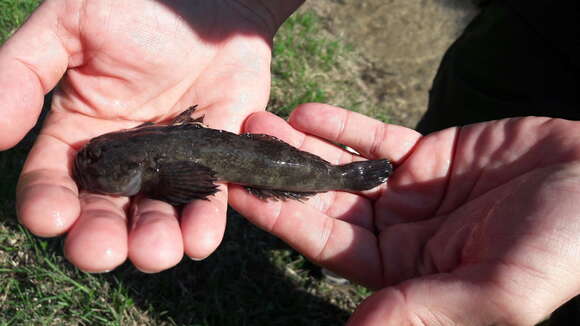 Image of Siberian Bullhead