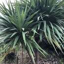 Image of Cordyline obtecta (Graham) Baker