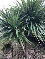 Image of Cordyline obtecta (Graham) Baker