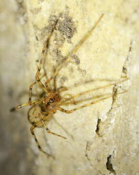 Image of cave cobweb spiders