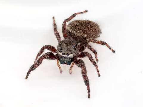 Image of Phidippus princeps (Peckham & Peckham 1883)