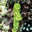 Image of Giant yellow nudibranch