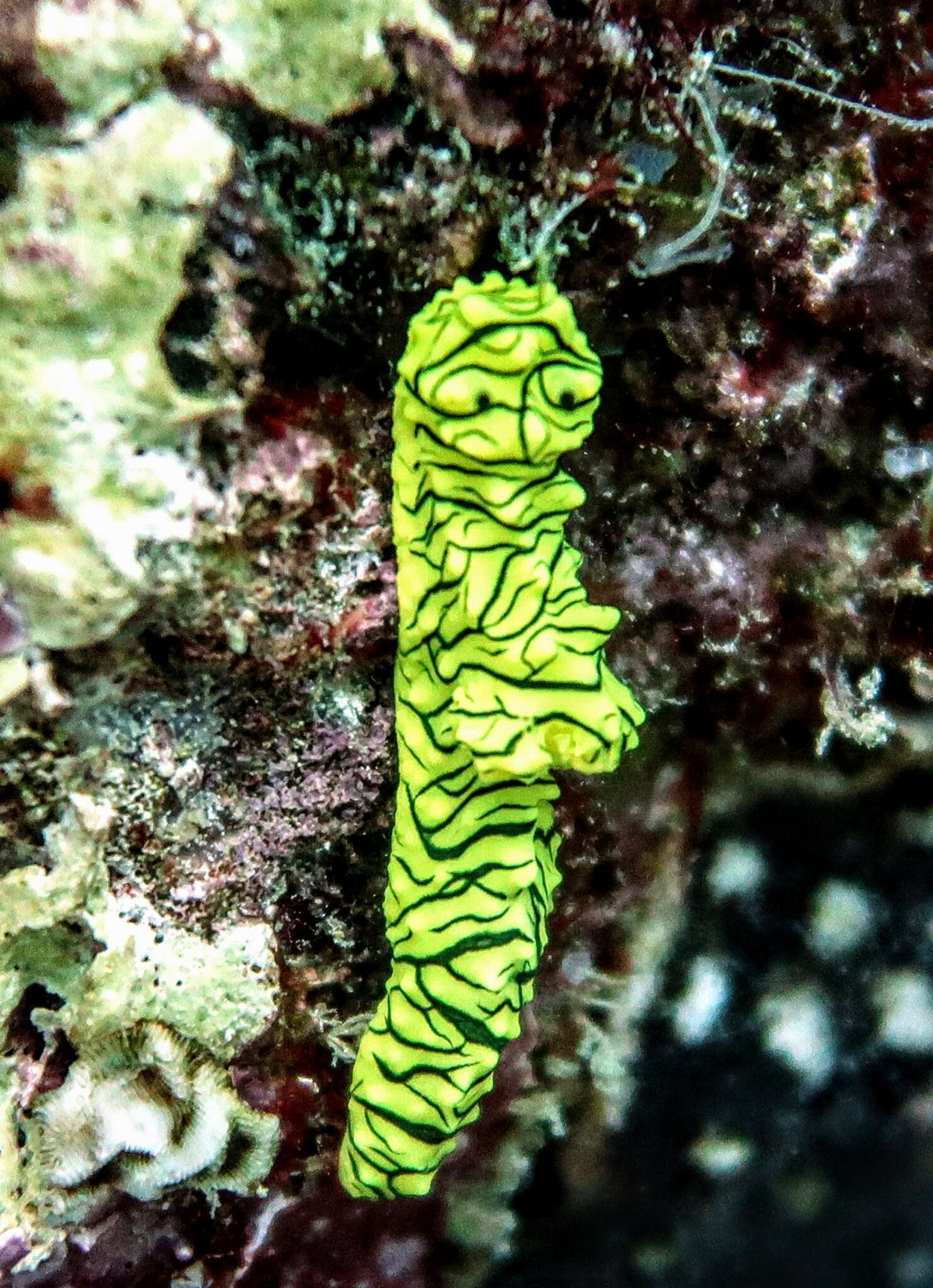 Image of Giant yellow nudibranch