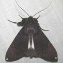 Image of Audea bipunctata Walker 1857