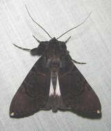 Audea bipunctata Walker 1857的圖片