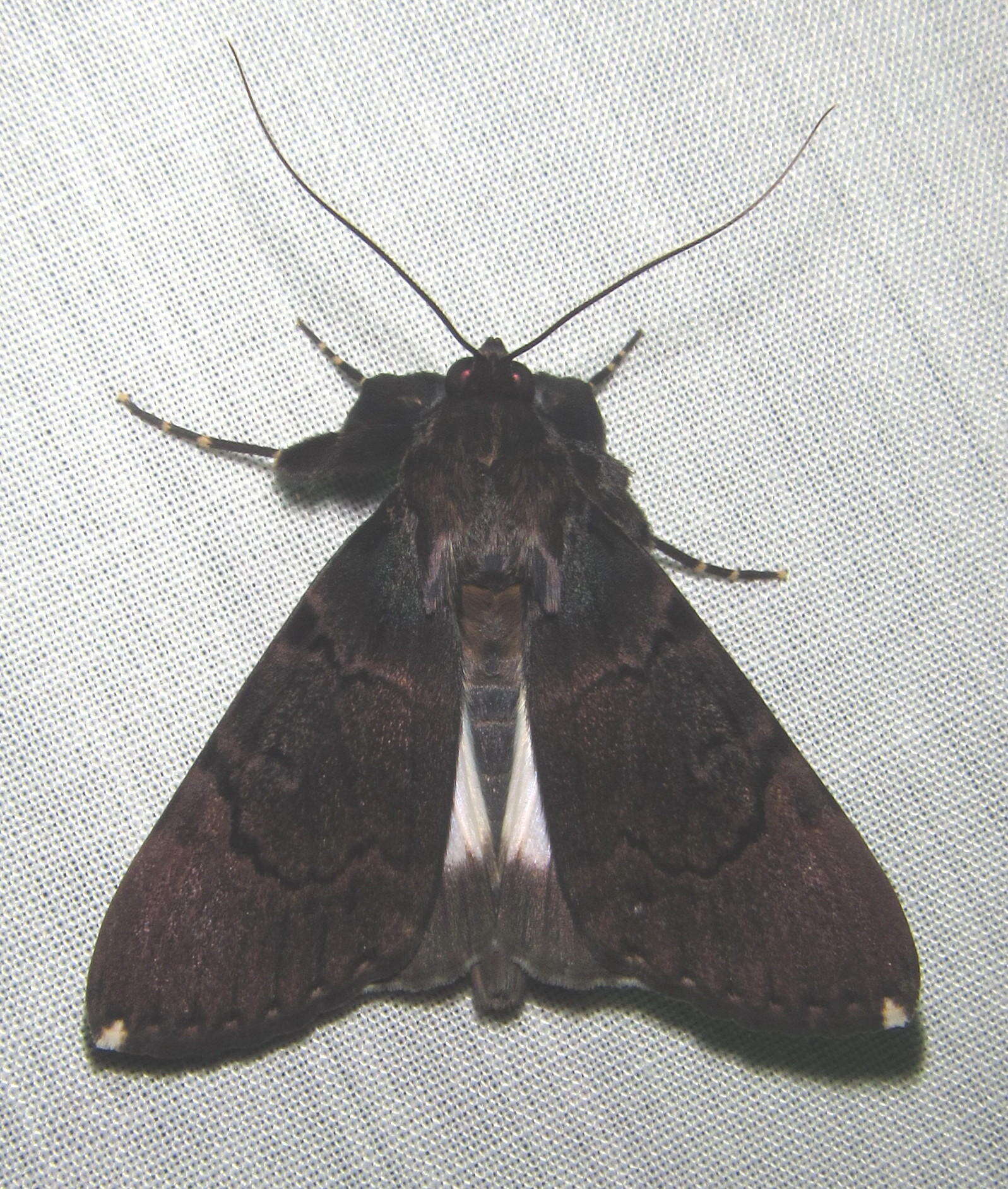 Image of Audea bipunctata Walker 1857