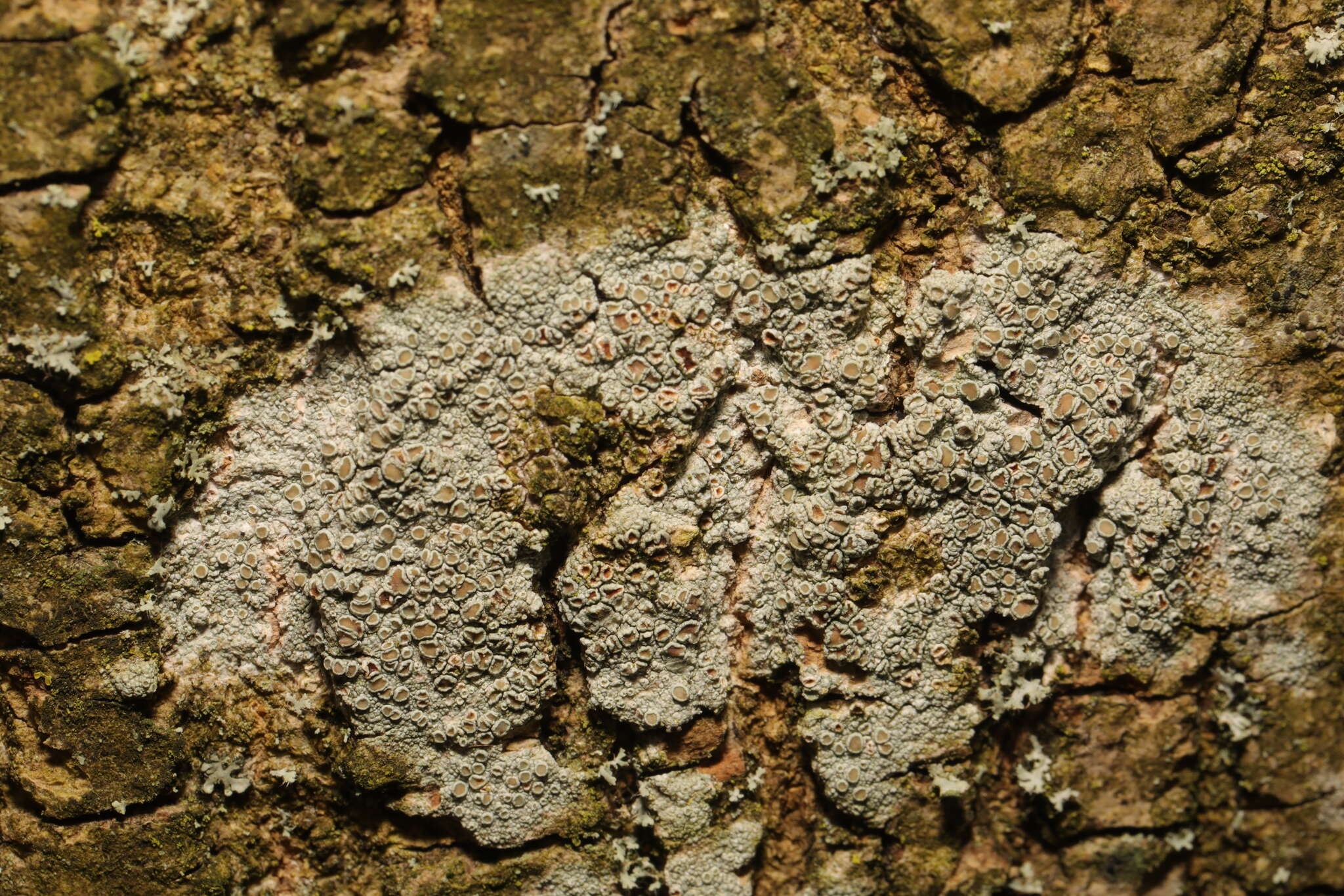 Imagem de Lecanora chlarotera Nyl.