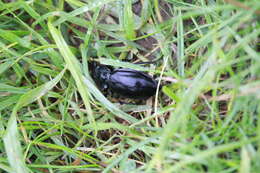 Image of Violet Ground Beetle