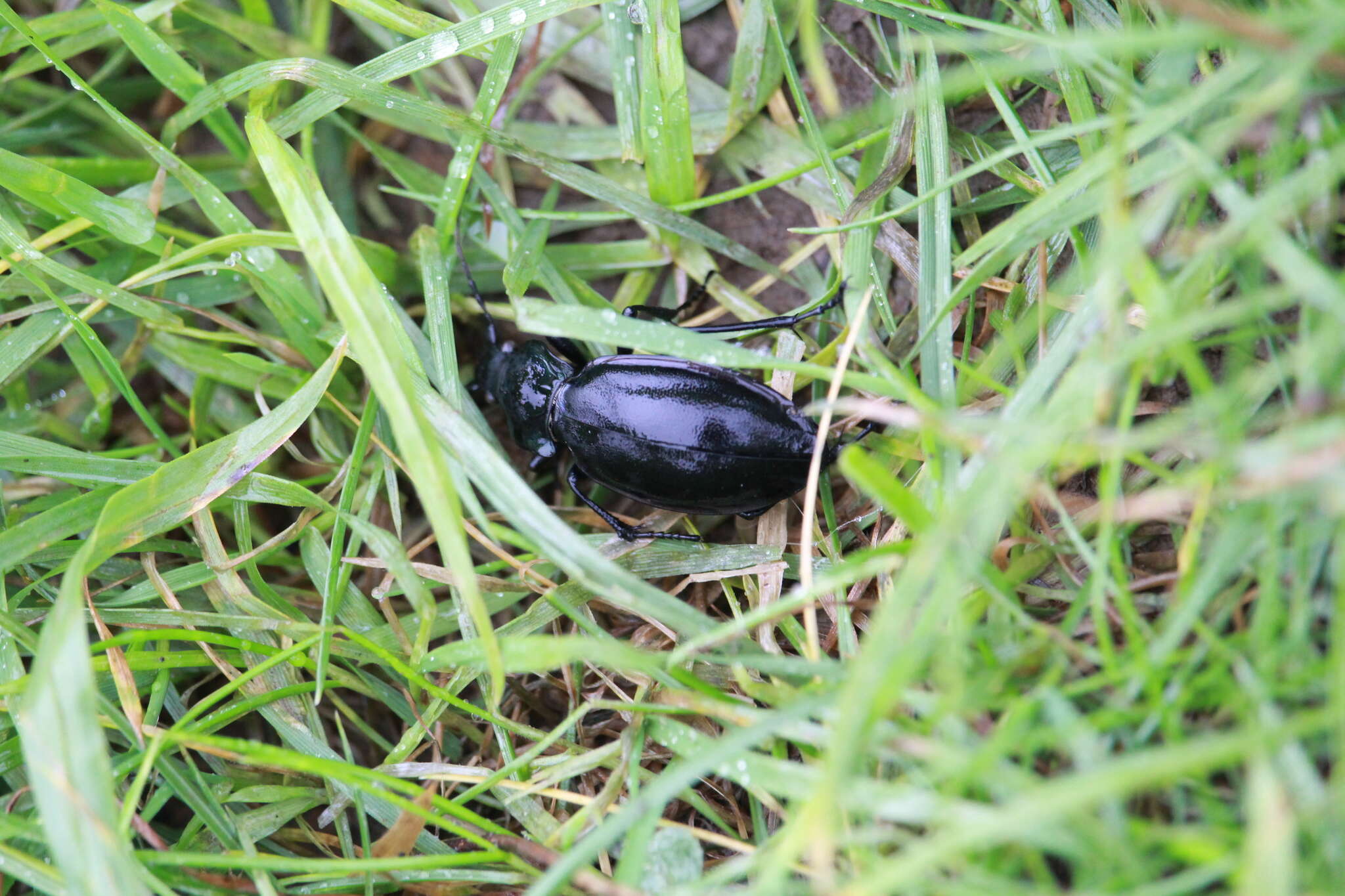 Image of Violet Ground Beetle