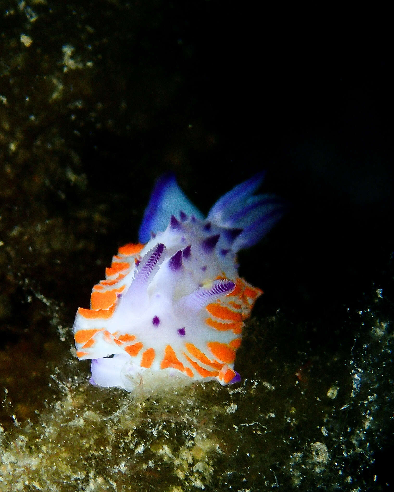 Image of Mexichromis macropus Rudman 1983