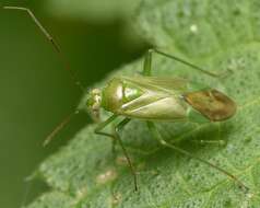 Image of Lygocoris