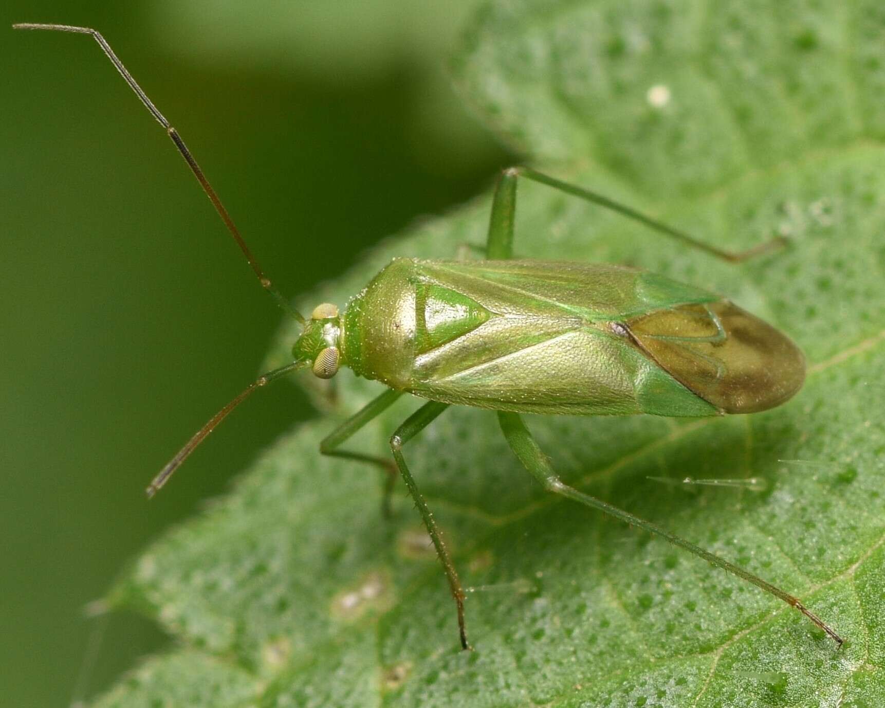 Image of Lygocoris