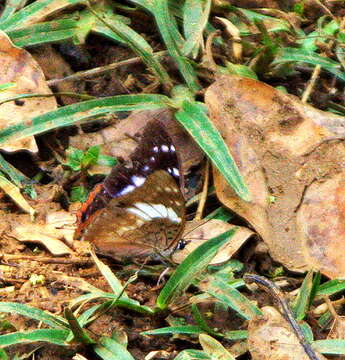 Image de Charaxes ethalion Boisduval 1847