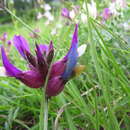 Image of Astragalus vesicarius L.