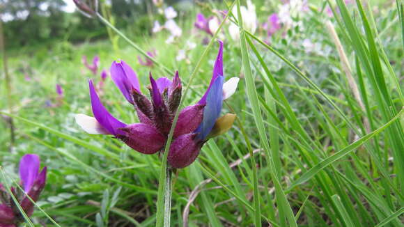 Image of Astragalus vesicarius L.