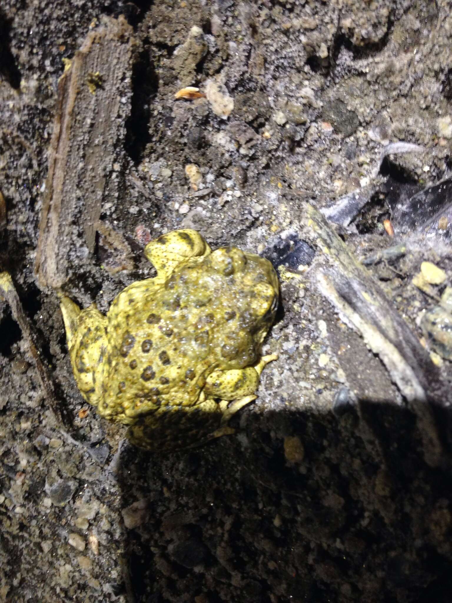 Image of Arroyo toad