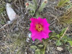 Portulaca eruca Hauman resmi