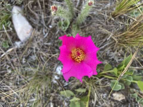 Image of Portulaca eruca Hauman