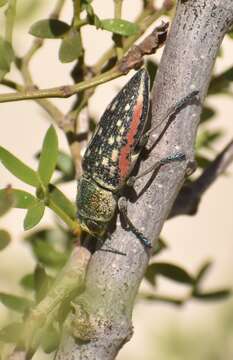 Image of Lampetis plagiata (Gory 1840)