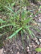 Image of Rocky Mountain sedge