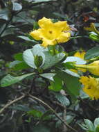 Слика од Schultesianthus coriaceus (O. Kuntze) A. T. Hunziker